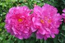 Pioni2C_Paeonia_sp_IMG_2978.jpg