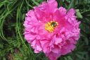 Pioni2C_Paeonia_sp_IMG_2994.jpg