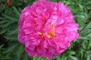 Pioni2C_Paeonia_sp_IMG_2996.jpg