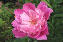 Pioni2C_Paeonia_sp_IMG_2997.jpg