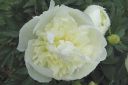 Pioni2C_Paeonia_sp_IMG_3245.jpg