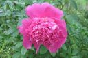 Pioni2C_Paeonia_sp_IMG_3264.jpg