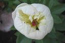 Pioni2C_Paeonia_sp_IMG_3743.jpg