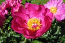 Pioni2C_Paeonia_sp_IMG_3757.jpg