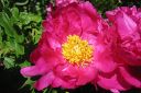 Pioni2C_Paeonia_sp_IMG_3760.jpg