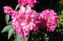 Pioni2C_Paeonia_sp_IMG_3763.jpg