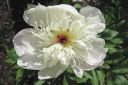 Pioni2C_Paeonia_sp_IMG_4059.jpg