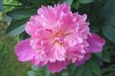 Pioni2C_Paeonia_sp_IMG_4200.jpg