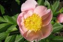 Pioni2C_Paeonia_sp_IMG_4201.jpg