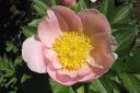 Pioni2C_Paeonia_sp_IMG_4202.jpg