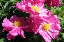 Pioni2C_Paeonia_sp_IMG_4203.jpg