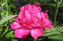 Pioni2C_Paeonia_sp_IMG_4222.jpg