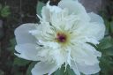 Pioni2C_Paeonia_sp_IMG_4428.jpg