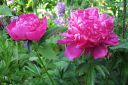 Pioni2C_Paeonia_sp_IMG_4969.jpg