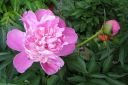 Pioni2C_Paeonia_sp_IMG_6301.jpg