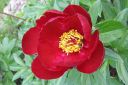 Pioni2C_Paeonia_sp_IMG_6304.jpg