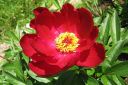 Pioni2C_Paeonia_sp_IMG_6661.jpg