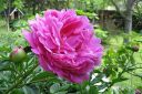 Pioni2C_Paeonia_sp_IMG_6665.jpg