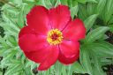 Pioni2C_Paeonia_sp_IMG_7070.jpg