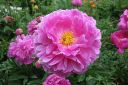 Pioni2C_Paeonia_sp_IMG_7346.jpg