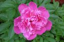 Pioni2C_Paeonia_sp_IMG_7740.jpg