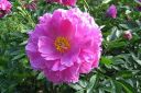 Pioni2C_Paeonia_sp_IMG_7826.jpg