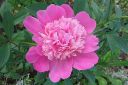 Pioni2C_Paeonia_sp_IMG_7844.jpg