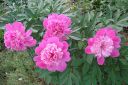 Pioni2C_Paeonia_sp_IMG_7845.jpg