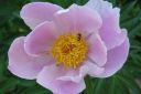 Pioni2C_Paeonia_sp_IMG_8599.jpg