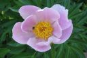 Pioni2C_Paeonia_sp_IMG_8600.jpg