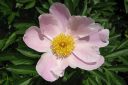 Pioni2C_Paeonia_sp_IMG_8803.jpg