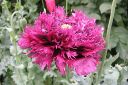 Tiedostonimi=Pioniunikko2C_Papaver_somniferum__Paeoniflorum__IMG_0001.jpg
Tiedostokoko=67kt
Koko=600x399
Lisätty=11.03.2011 Pioniunikko2C_Papaver_somniferum__Paeoniflorum__IMG_0001.jpg