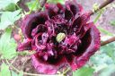 Pioniunikko2C_Papaver_somniferum__Paeoniflorum__IMG_0010.jpg