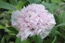 Pioniunikko2C_Papaver_somniferum__Paeoniflorum__IMG_1046.jpg