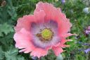 Pioniunikko2C_Papaver_somniferum__Paeoniflorum__IMG_2506.jpg