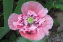 Pioniunikko2C_Papaver_somniferum__Paeoniflorum__IMG_9642.jpg