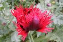 Pioniunikko2C_Papaver_somniferum__Paeoniflorum__IMG_9997.jpg