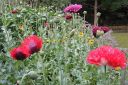 Pioniunikko2C_Papaver_somniferum__Paeoniflorum__IMG_9998.jpg