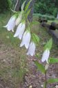Tiedostonimi=Pisamakello2C_Campanula_punctata_IMG_0025.jpg
Tiedostokoko=52kt
Koko=400x600
Lisätty=11.03.2011 Pisamakello2C_Campanula_punctata_IMG_0025.jpg