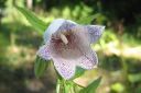 Pisamakello2C_Campanula_punctata_IMG_9798.jpg