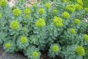 Pohjanruusujuuri2C_Rhodiola_rosea_IMG_1205.jpg