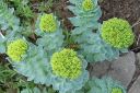 Pohjanruusujuuri2C_Rhodiola_rosea_IMG_7683.jpg