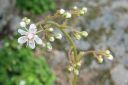 Posliinirikko2C_Saxifraga_x_urbium_IMG_2979.jpg