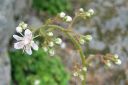 Posliinirikko2C_Saxifraga_x_urbium_IMG_2980.jpg