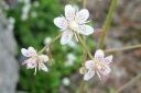 Posliinirikko2C_Saxifraga_x_urbium_IMG_5067.jpg