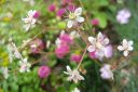 Tiedostonimi=Posliinirikko2C_Saxifraga_x_urbium_IMG_6367.jpg
Tiedostokoko=48kt
Koko=600x399
Lisätty=11.03.2011 Posliinirikko2C_Saxifraga_x_urbium_IMG_6367.jpg