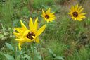 Preeria-auringonkukka2C_Helianthus_x_laetiflorus_IMG_3868.jpg