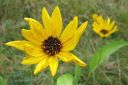 Preeria-auringonkukka2C_Helianthus_x_laetiflorus_IMG_3882.jpg