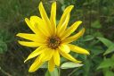 Preeria-auringonkukka2C_Helianthus_x_laetiflorus_IMG_6969.jpg