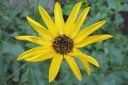 Tiedostonimi=Preeria-auringonkukka2C_Helianthus_x_laetiflorus_IMG_8720.jpg
Tiedostokoko=43kt
Koko=600x400
Lisätty=11.03.2011 Preeria-auringonkukka2C_Helianthus_x_laetiflorus_IMG_8720.jpg